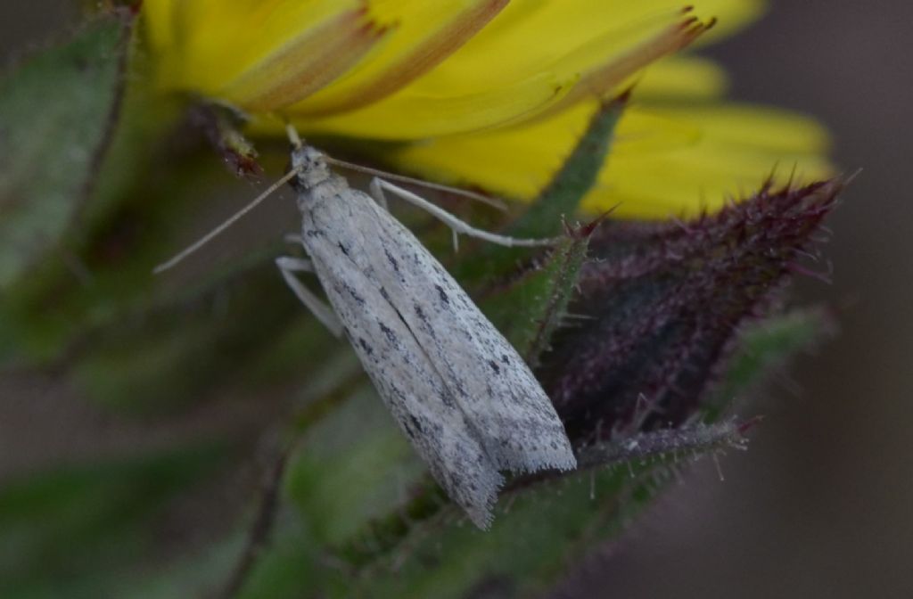 Phycitodes inquinatella?  Phycitodes sp. - Pyralidae